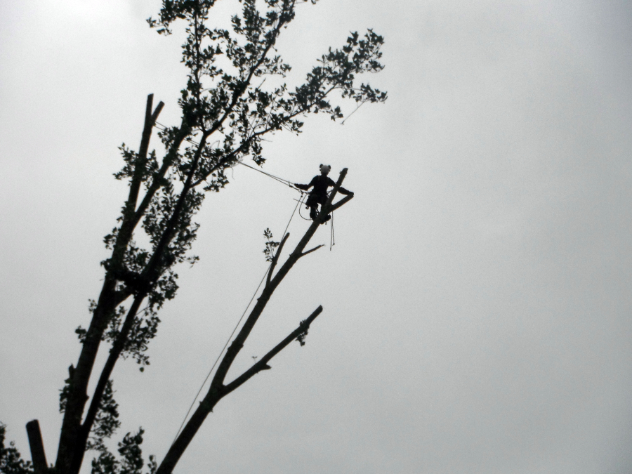 TALA CHOPO MAQUEDA (TOLEDO)