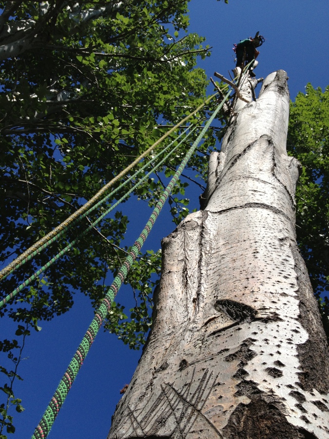 Tala chopo peligroso