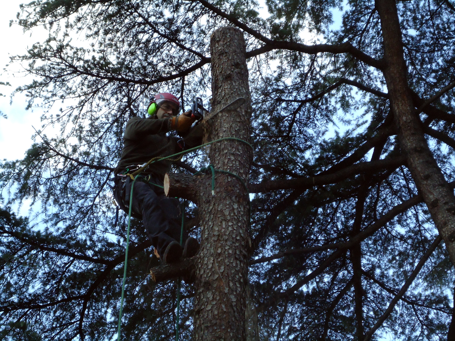 TALA CONTROLADA CON TECNICA DE TREPA