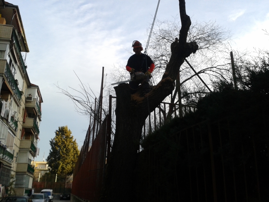 Tala de árbol peligroso junto al patio de un colegio publico