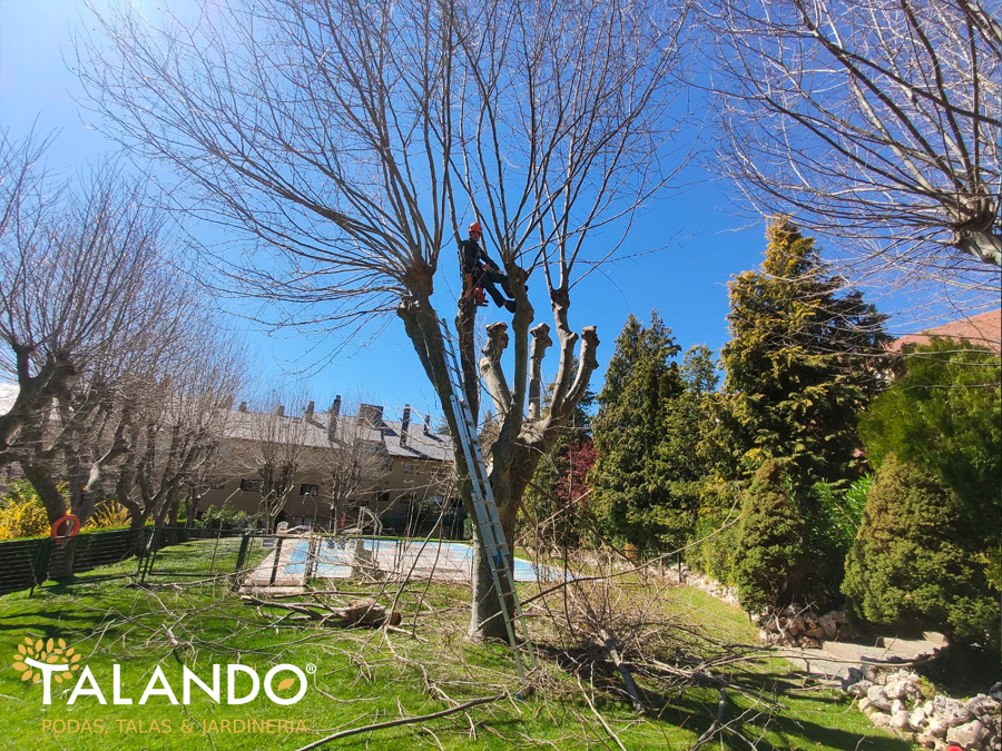 Tala de árboles en Madrid