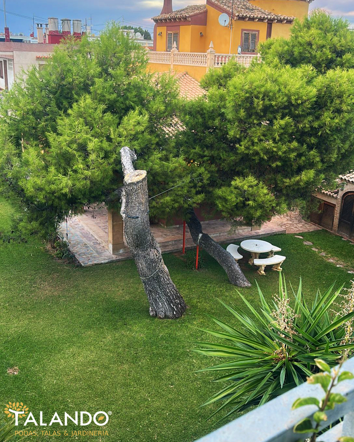 Poda de palmeras