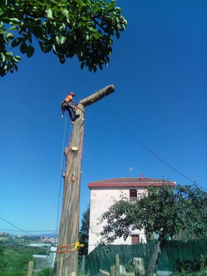 tala controlada Eucalipto