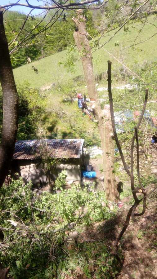 tala en altura Roble