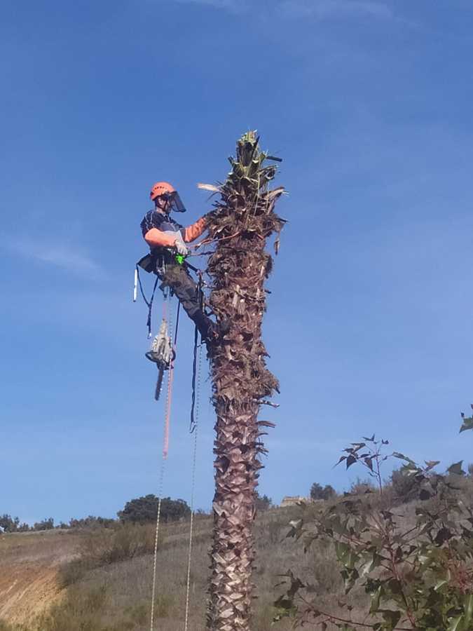 Tala de palmera
