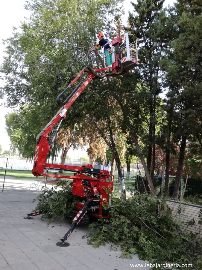 Poda y tala de arbolado en polideportivo