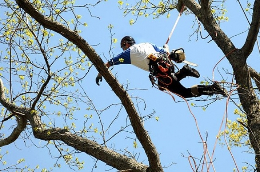 Podas en altura, tecnicas trepa de arboles