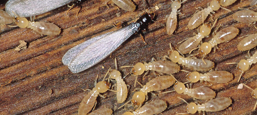 Termitas Subterráneas (Reticulitermes spp.)