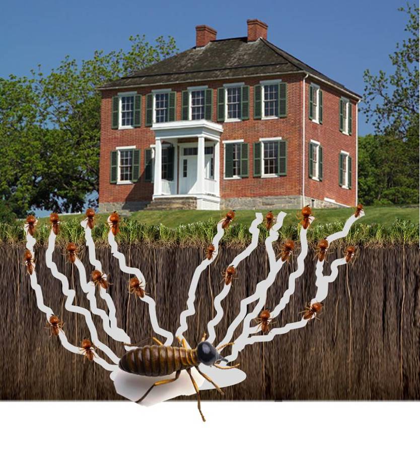 Termita ataque vivienda