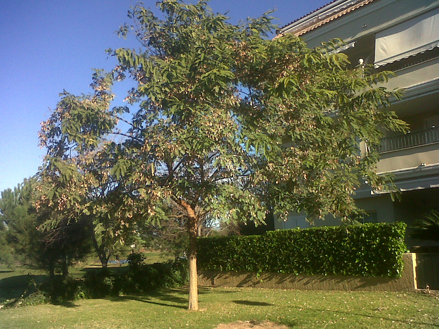 TIPUANA ANTES DE PODAR