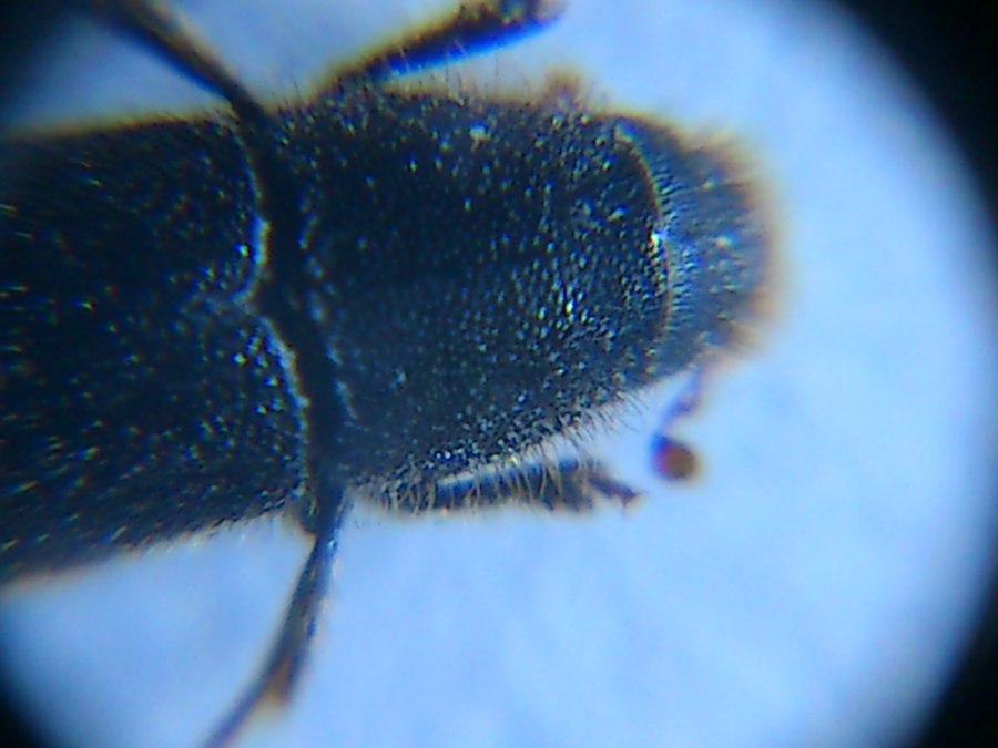 Tomicus sp.