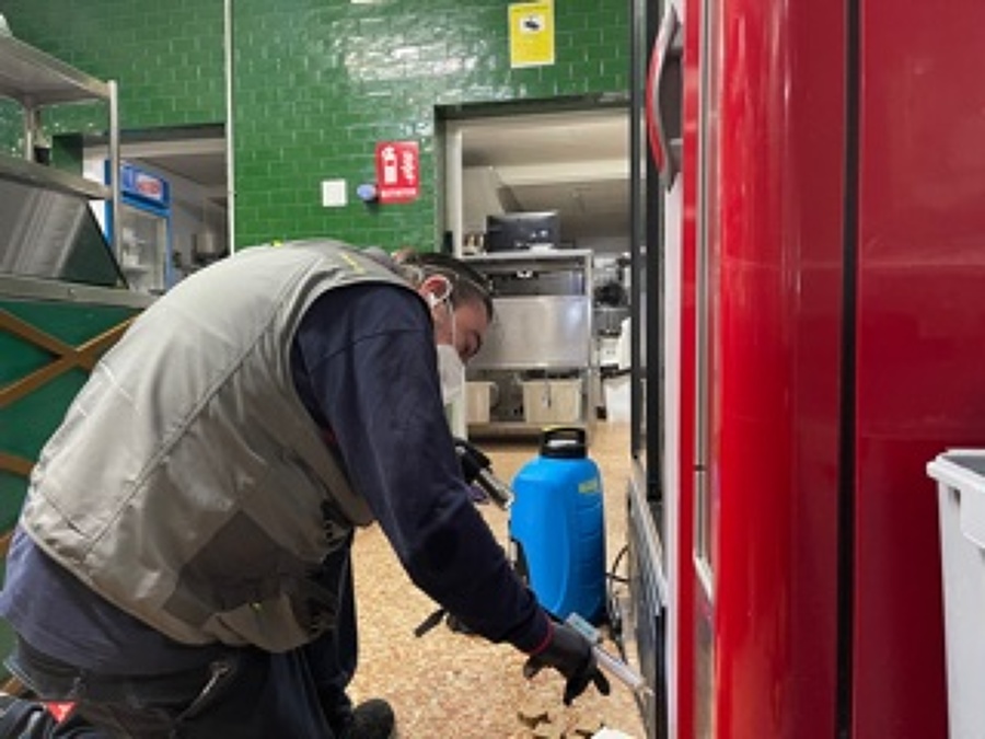 Tratamiento de cucas germanica