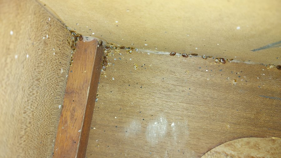 Infestación Chinches