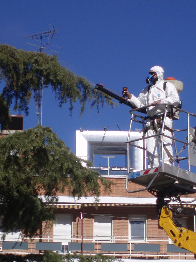 Tratamiento fitosanitario contra la procesionaria del pino