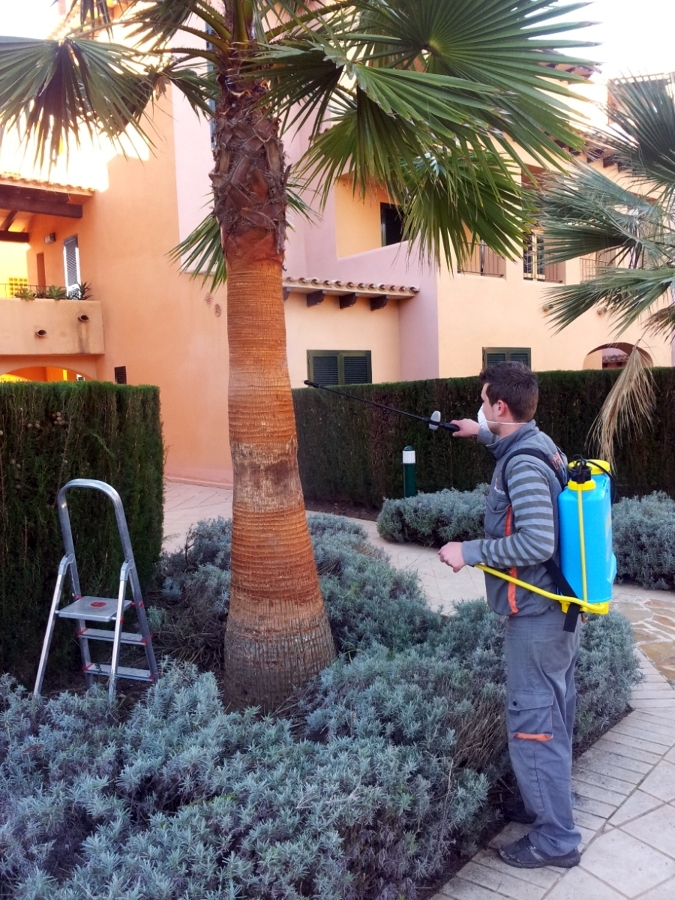 Tratamiento preventivo y curativo de palmeras