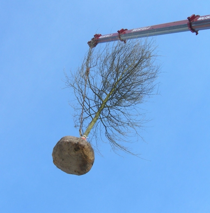 Grúa llevando a su lugar de plantación un ejemplar de gran peso y tamaño 