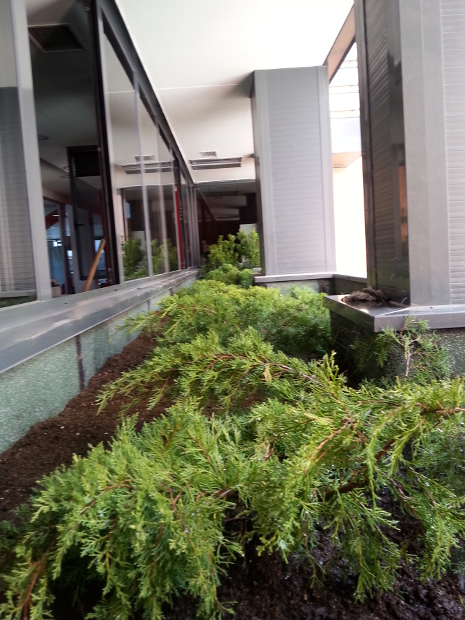 un bosque mediterráneo en tu terraza