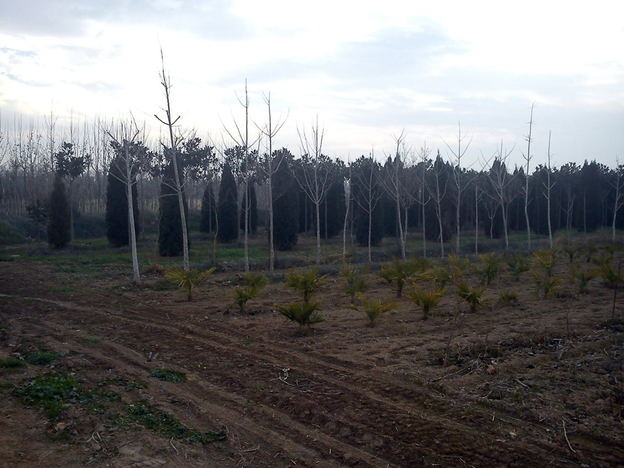 Vivero de ornamentales