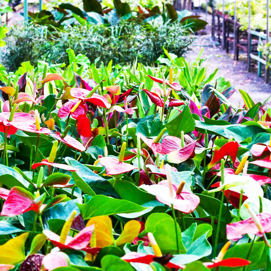 Centro de jardinería
