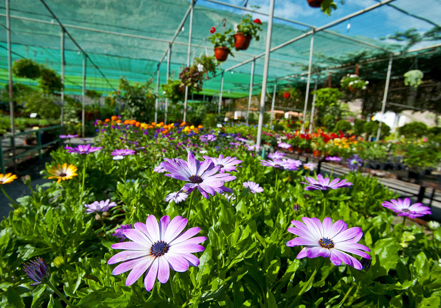 Centro de jardinería