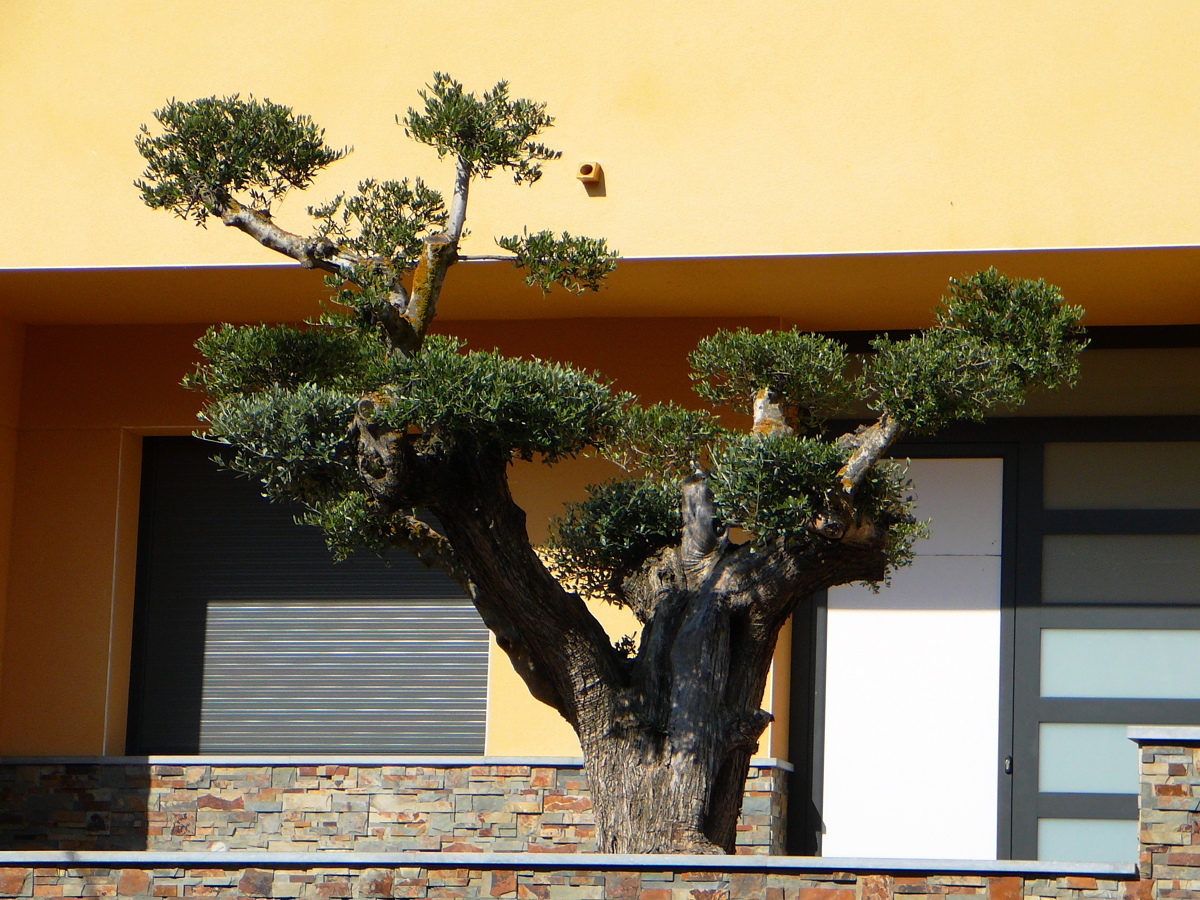 Vivienda unifamiliar aislada. Jardin 3