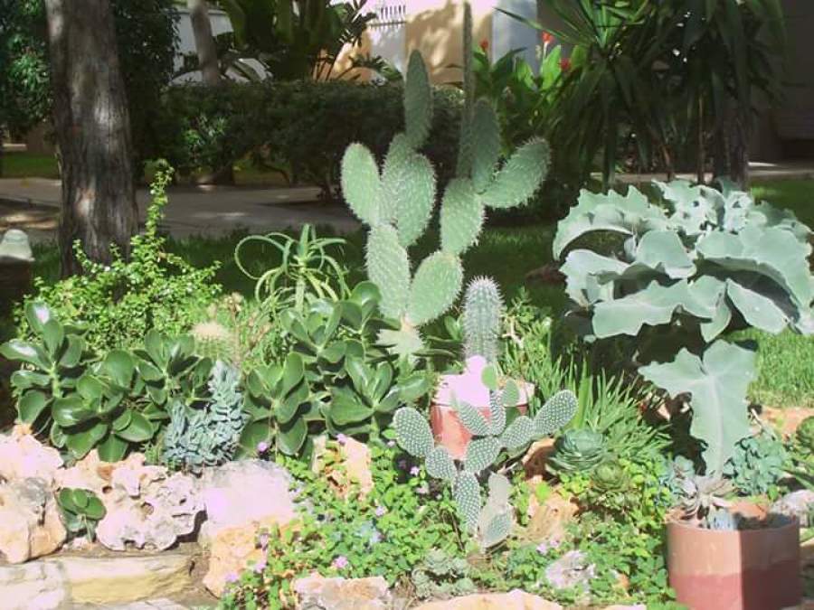 paisajismo y Jardinería