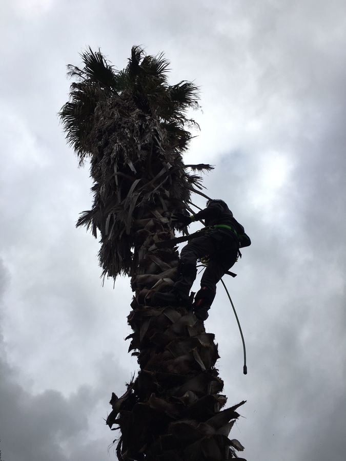 poda de palmeras