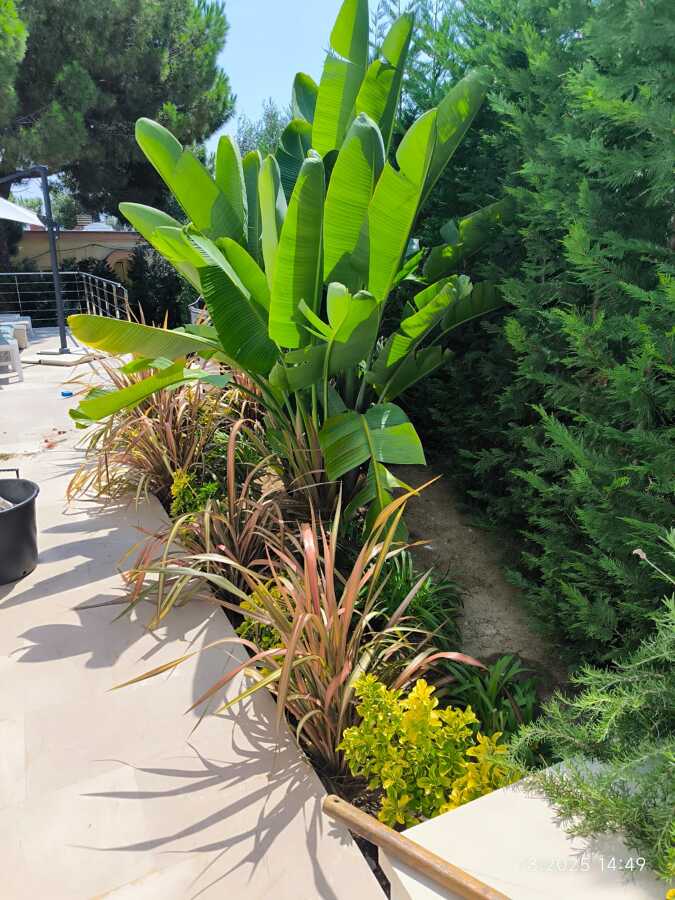 Plantaciones