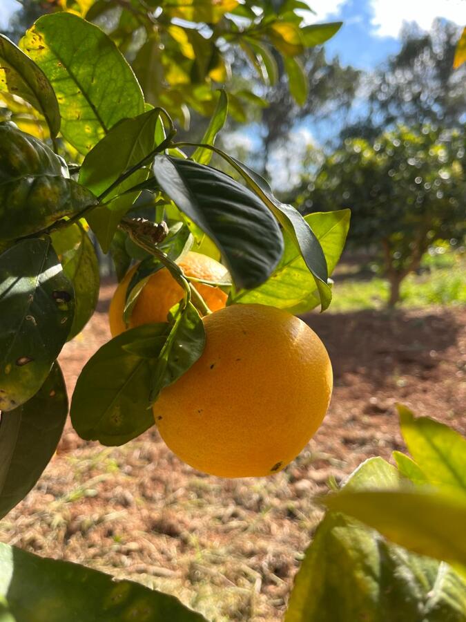 Poda y mantenimiento de fincas en produccion