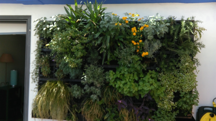 Jardin Vertical pequeño sobre una pared.