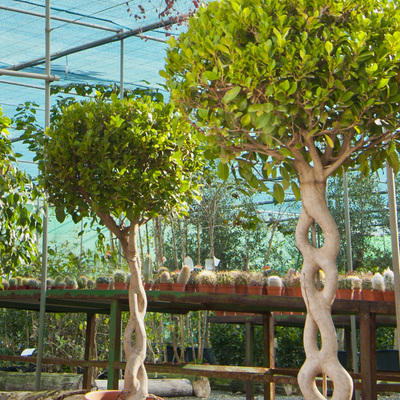 Centro de Jardinería