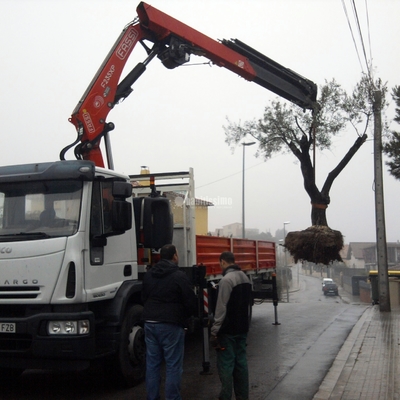 Jardineros, Mantenimiento Jardines, Tala Árboles