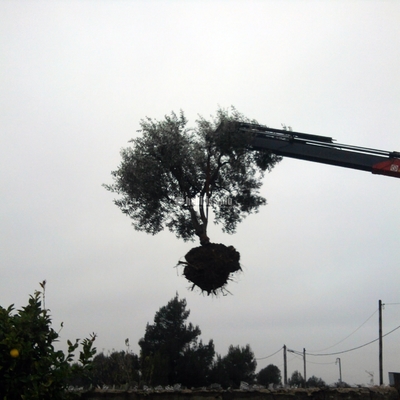 Jardineros, Mantenimiento Jardines, Tala Árboles