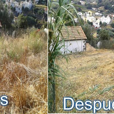 Limpieza terreno