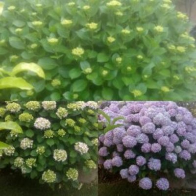 La poda ( hortensia )