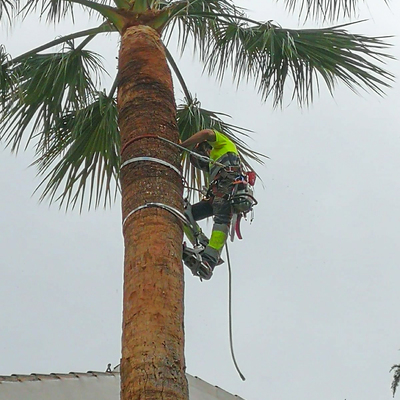 washingtonia filifera