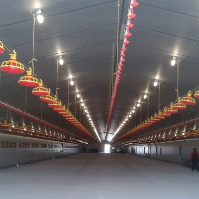 Explotación avícola de engorde