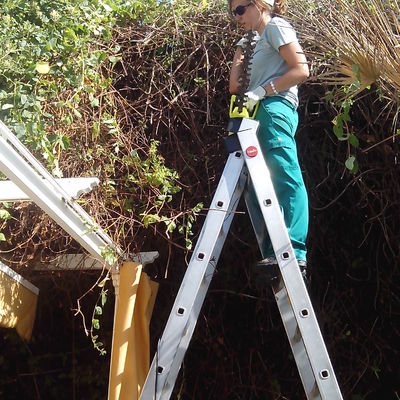 recorte de setos altura