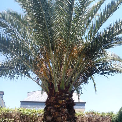 poda de palmera