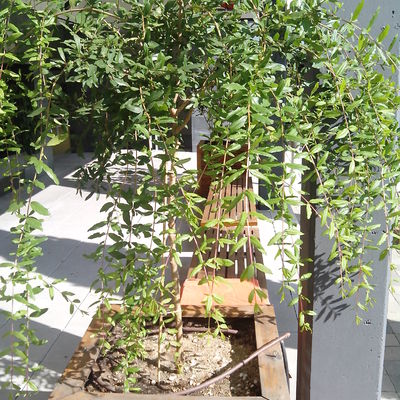 plantacion de Granado