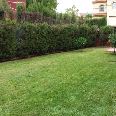 Puesta apunto jardín en Espartinas Sevilla.