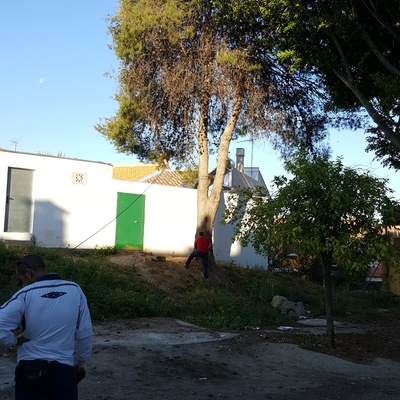 Poda de árboles de más de 6 mtrs