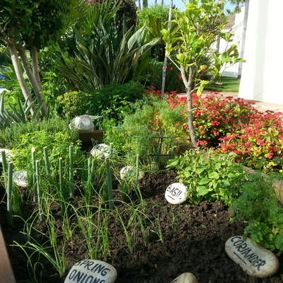 CUBO CON PLANTA PARA COCINAR 