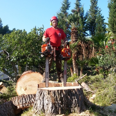 Tala pino gigante en benicasim