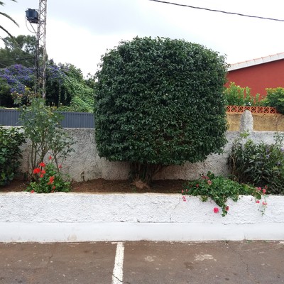 finalizacion de poda y limpieza