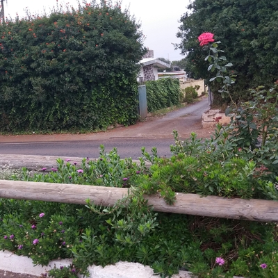 jardinera abandonadas