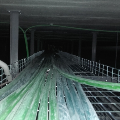 Líneas por bandeja reginan