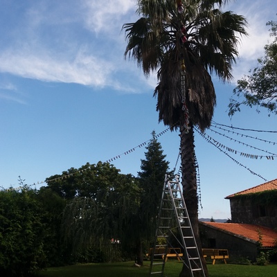 Limpieza de hojas secas de palma - escalera o alpino