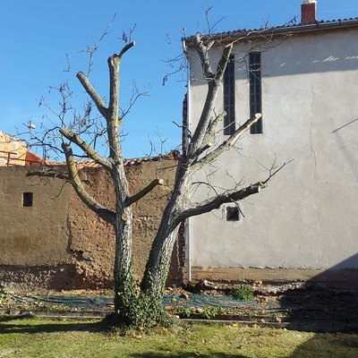 Nogal despues de poda en altura