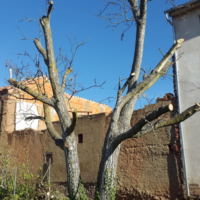 Nogal despues de la poda